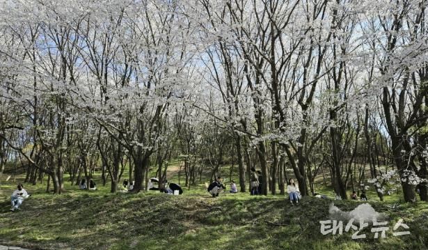 벚꽃 절정기 때의 고양둥이동산