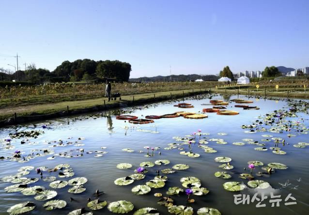 연꽃테마파크 전경