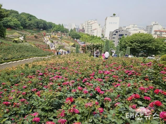 도당공원 백만송이장미원 모습