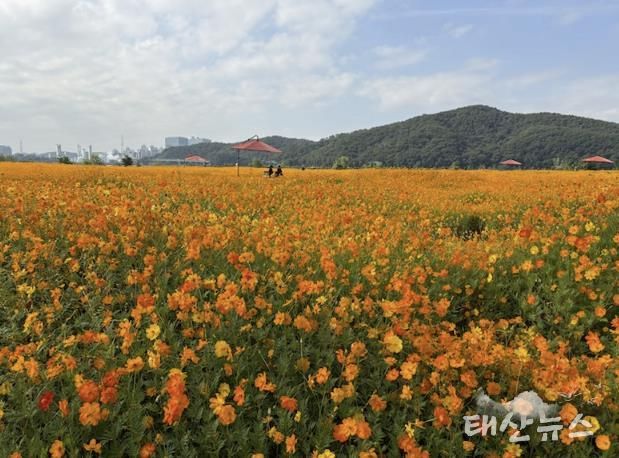 용인특례시는 기흥호수공원에 황화코스모스 경관단지를 조성했다