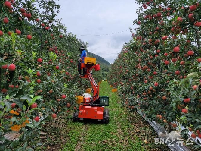 포천시, ‘2025년 포천사과 품평회 및 판매행사’ 개최