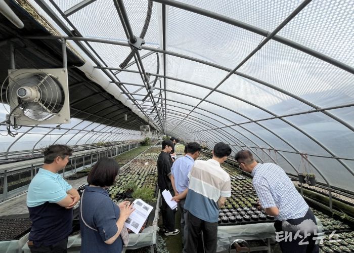 농업기술센터 실증온실에서 커피박과 우분을 혼합한 퇴비 시용 실험이 진행되고 있다.
