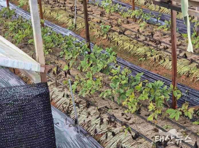 안성시, 농업시설 폭설·한파 사전대비 및 현장점검 실시