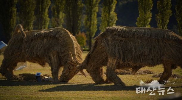 짚 황소 머리를 맞대고 싸우는 소를 짚을 활용하여 역동적으로 표현(사진제공=아름다운강천 사회적협동조합)